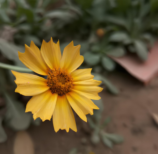 Eine gelbe Blume mit einem grünen Blatt im Hintergrund