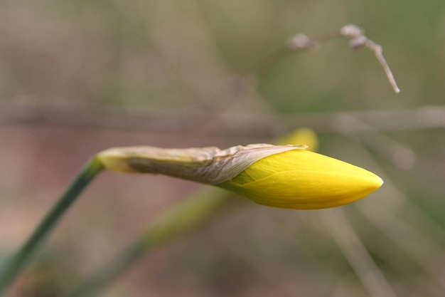 Eine gelbe Blume mit einem grünen Blatt in der Mitte