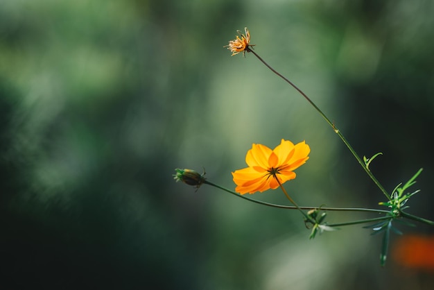 Eine gelbe Blume mit grünem Hintergrund