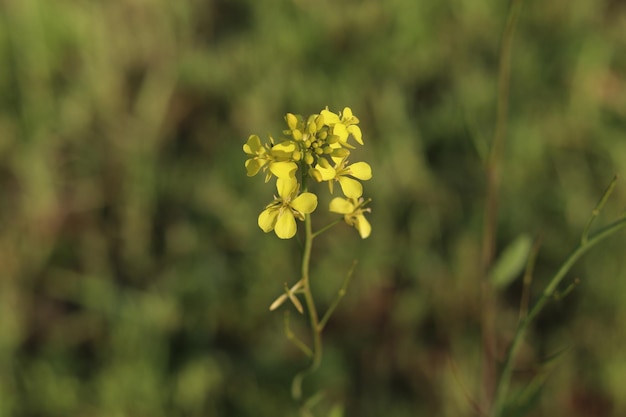 Eine gelbe Blume mit grünem Hintergrund