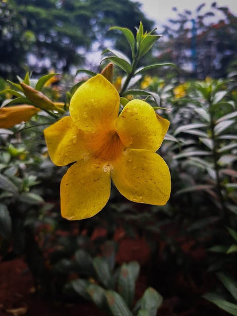 Eine gelbe Blume mit Regentropfen darauf