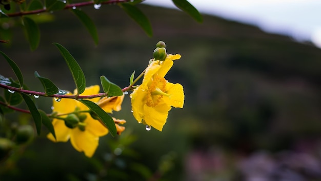 Eine gelbe Blume mit Wassertropfen darauf