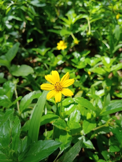 Eine gelbe Blume steht mitten auf einem grünen Feld.