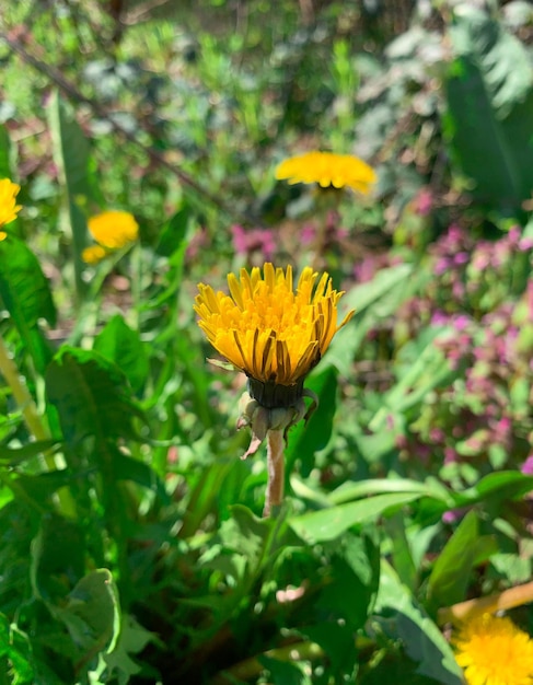 Eine gelbe Blume steht mitten in einem Blumenfeld.