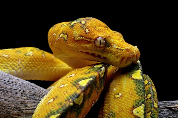 Eine gelbe Boa ist eine Schlange mit schwarzem Hintergrund.
