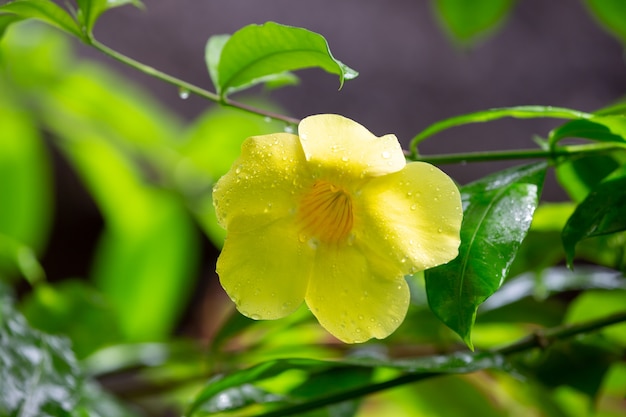 Eine gelbe einheimische Blume Madagaskars mit kleinen Regentropfen