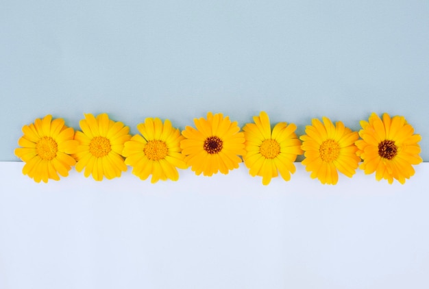 Eine gelbe Gänseblümchen-Blume, die auf einem blauen Hintergrund liegt Pastellhintergrund mit einem Gänseblümchen-Muster Draufsicht der flachen Ebene Schönes Blumenmuster Blumenanordnung Kreatives Layout des Kopierbereichs