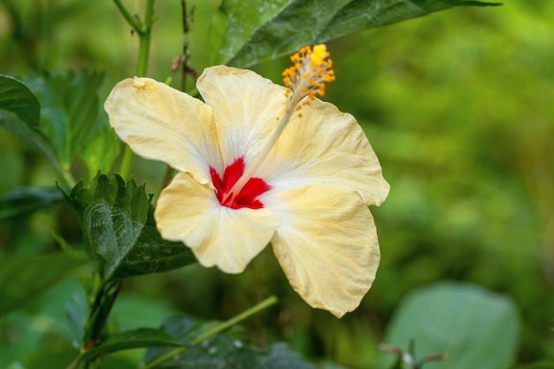 Eine gelbe Hibiskusblüte mit einem roten Zentrum und einem roten Zentrum.