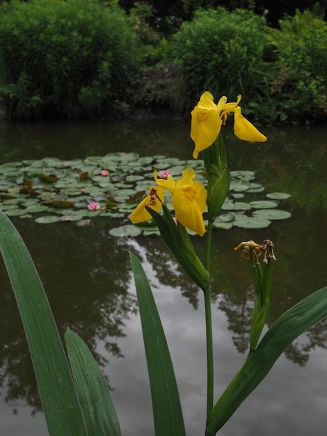 Eine gelbe Iris in einem Teich mit Seerosen und einem Seerosenblatt.
