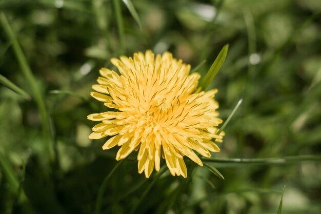 Eine gelbe Löwenzahnnahaufnahme im grünen Gras im Frühjahr