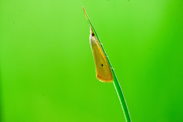 Foto eine gelbe motte sitzt auf einem grashalm.