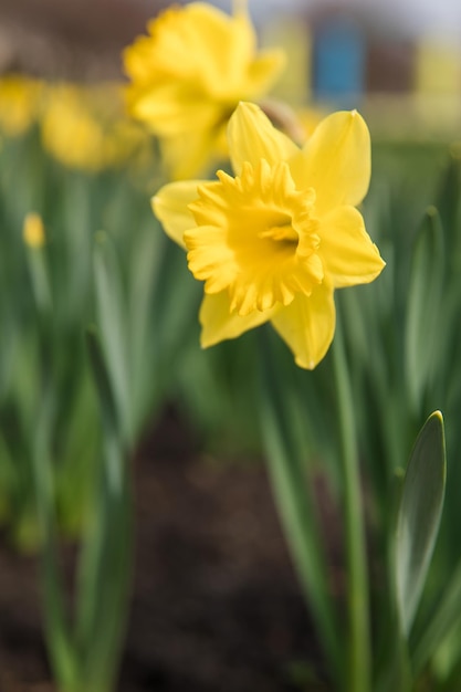 Eine gelbe Narzisse in einem Blumenfeld