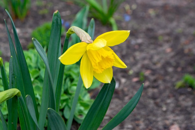 Eine gelbe Narzissenblume in einem Garten