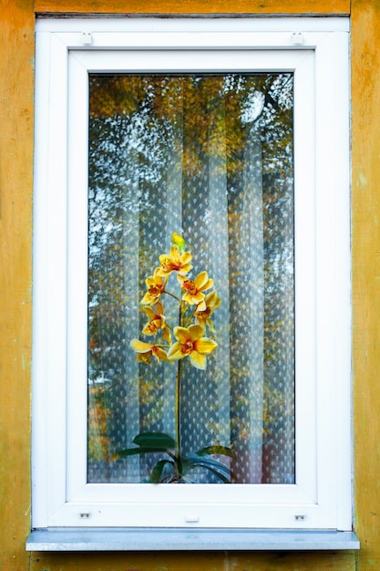 Eine gelbe Orchidee im Fenster eines alten Holzhauses