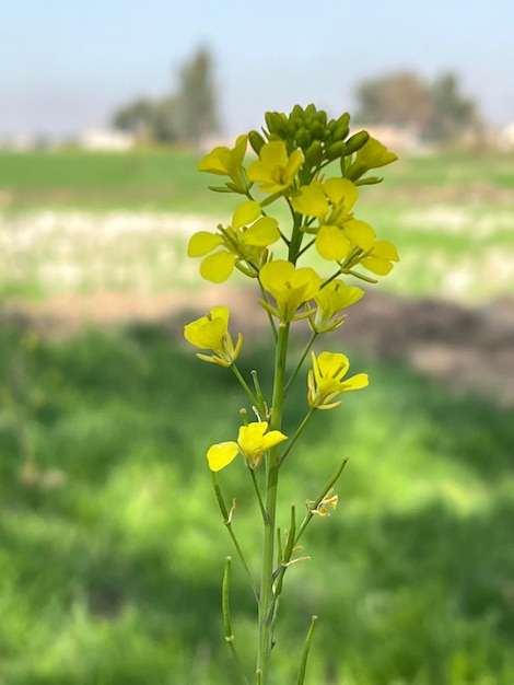 Eine gelbe Rapspflanze mit einem grünen Feld im Hintergrund