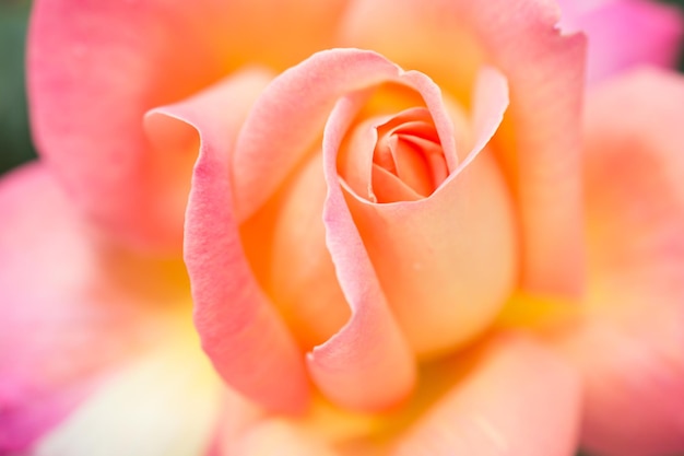 eine gelbe Rose mit rosa und orangefarbenen Blütenblättern.