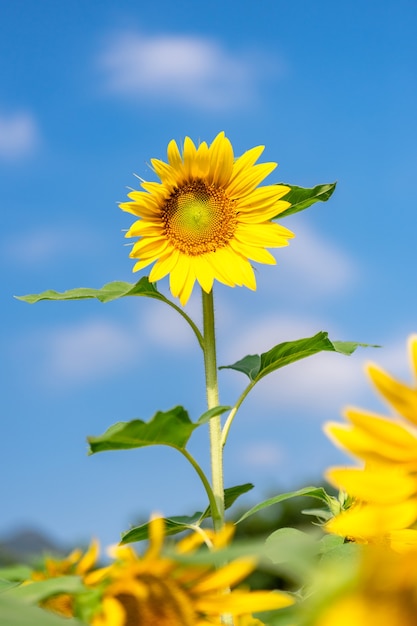 Eine gelbe Sonnenblume in voller Blüte unter blauem Himmel