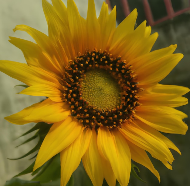 Eine gelbe Sonnenblume mit einem schwarzen Zentrum und einem schwarzen Zentrum.