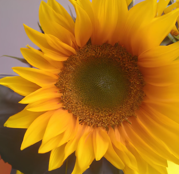 Eine gelbe Sonnenblume mit grünen Blättern und einer grünen Mitte.