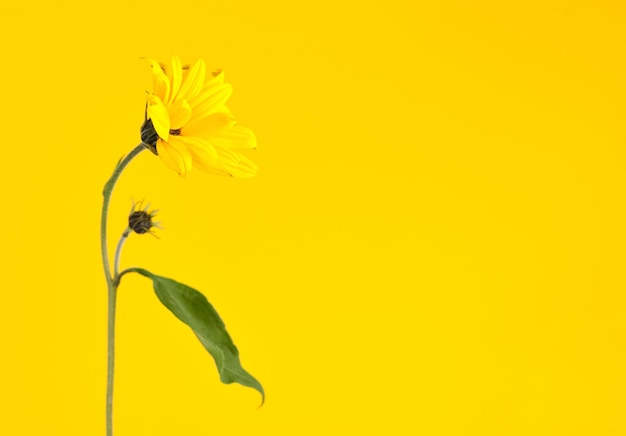 Eine gelbe Topinambur-Blume auf gelbem Hintergrund rechts kopieren Raum einzelne Topinambur