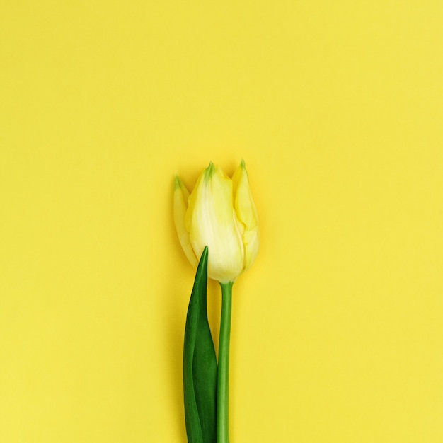 Eine gelbe Tulpe, Ansicht von oben. Helle Frühlingsblüteblume mit Kopienraum. Natürlich blumig. Flach liegen.