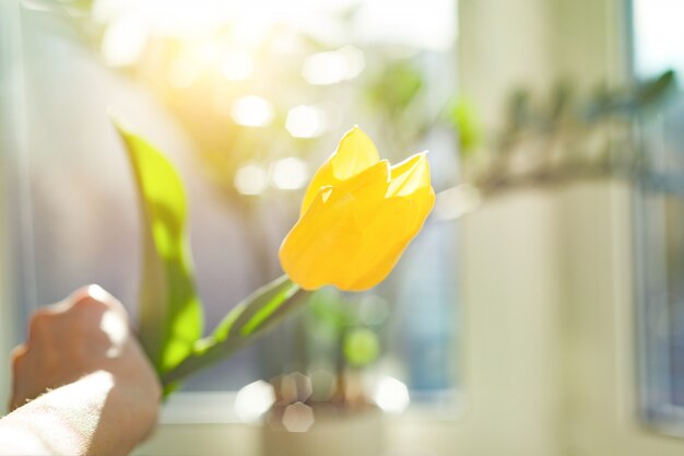 Eine gelbe Tulpe der Blume in der weiblichen Hand