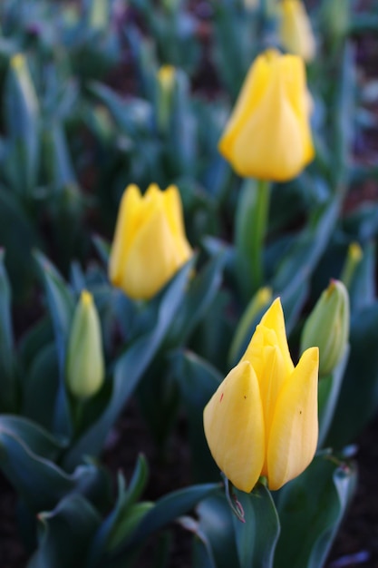 Eine gelbe Tulpe im Garten