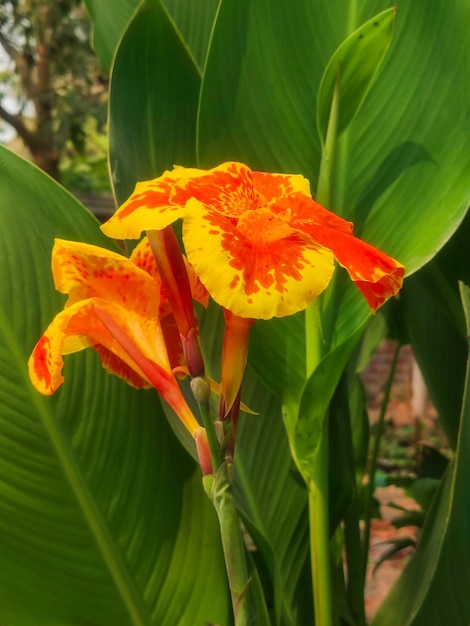 Eine gelbe und rote Blume mit dem Wort Lilie darauf