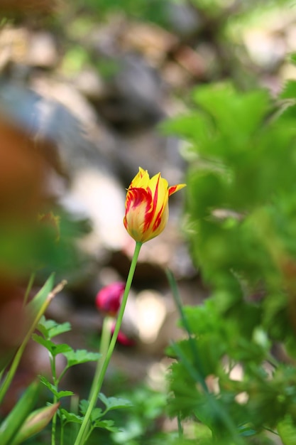 Eine gelbe und rote Blume mit einem roten Streifen.