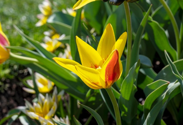 Eine gelbe und rote Tulpe, die erste Frühlingsblume