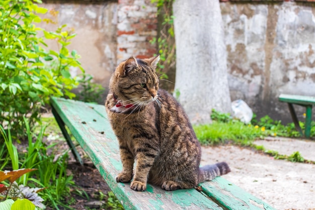 Eine geschlagene alte Straßenkatze ohne Auge, Obdachlose Wildkatze mit Verstümmelungen