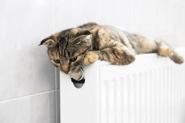 Eine gestreifte Hauskatze wird drinnen auf einem Heizkörper erhitzt. Haustier entspannen sich in der Wärme des Hauses