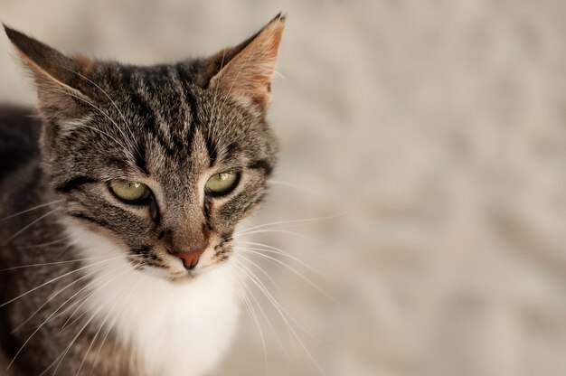 Eine gestreifte Katze mit weißer Brust starrt auf hellem Hintergrund mit Platz für Text aufmerksam nach vorne