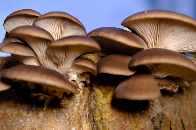 Eine gesund aussehende Kupplung frischer Austernpilze, die aus der Basis eines toten Baumpilzes in einem Herbstwald wachsen