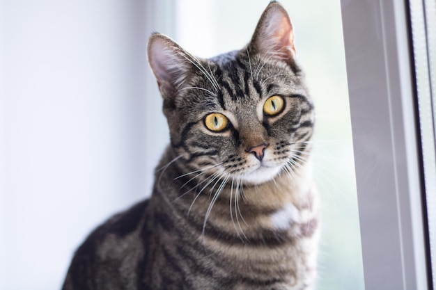 Eine getigerte Katze mit leuchtenden Augen schaut in die Kamera, während sie am Fenster sitzt