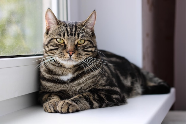 Eine getigerte Katze mit leuchtenden Augen schaut in die Kamera, während sie am Fenster sitzt