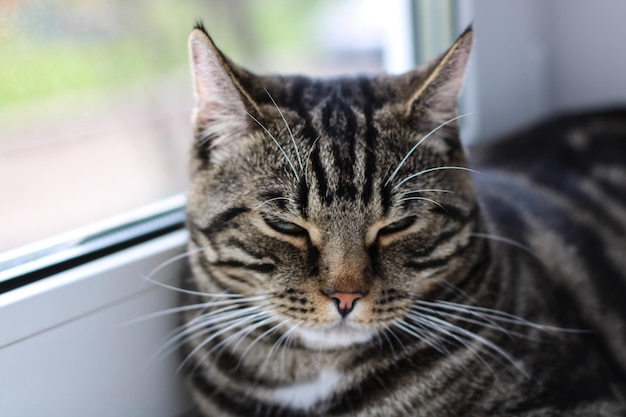 Eine getigerte Katze mit leuchtenden Augen schaut in die Kamera, während sie am Fenster sitzt