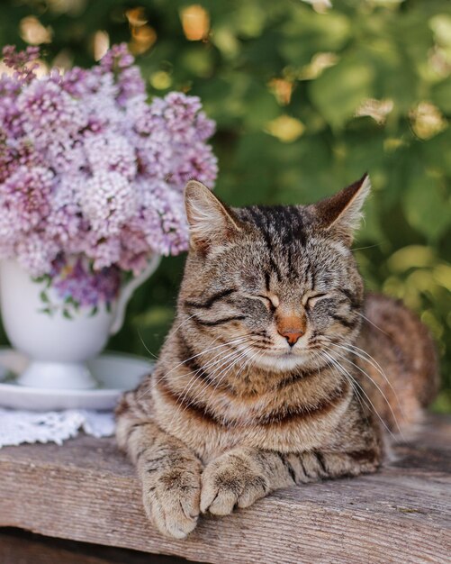 Eine getigerte Katze sitzt auf einem Stuhl neben einer Vase mit einem Frühlingsstrauß im Garten Frühlingsstillleben