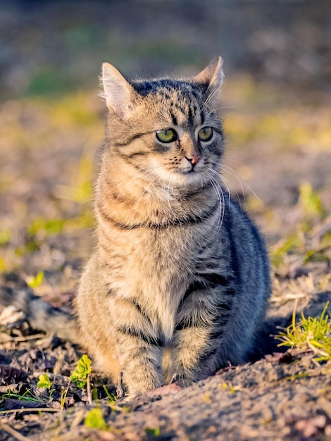 Eine getigerte Katze sitzt bei sonnigem Wetter im Garten auf dem Rasen