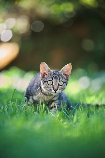 Eine getigerte Katze sitzt im Gras und schaut in die Kamera.