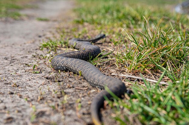 Eine giftige schwarze Schlangenviper kriecht entlang einer unbefestigten Straße inmitten von grünem Gras. Selektiver Fokus auf den Körper der Schlange.