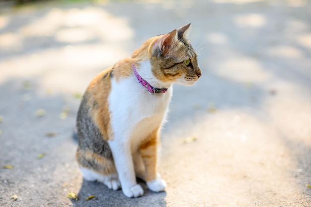 Foto eine ginger cat, die im freien sitzt