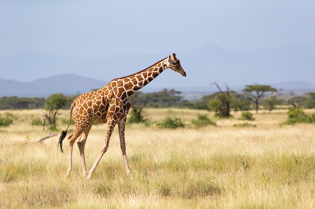 Eine Giraffe geht durch die Savanne zwischen den Pflanzen