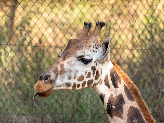 Eine Giraffe (Giraffa Camelopardalis) während des Tages.