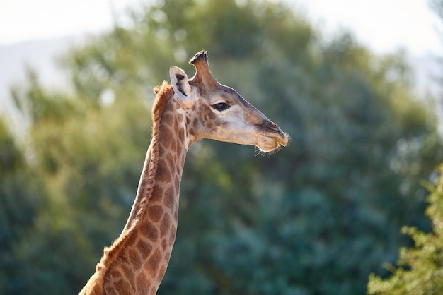 Eine Giraffe in freier Wildbahn auf Safari an einem heißen Sommertag Geschützte Wildtiere in einem Naturschutz-Nationalpark mit wilden Tieren in Afrika Ein einzelnes Langhals-Säugetier in der Savannenregion