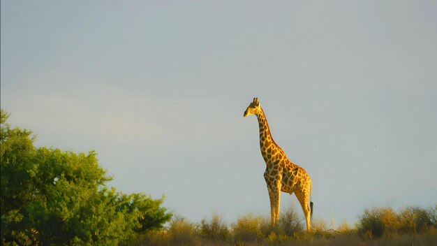 Eine Giraffe steht auf einem Feld mit einem Baum im Hintergrund.