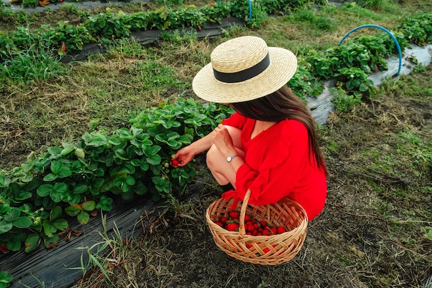Eine glückliche Frau auf dem Bauernhof legt Erdbeeren in den Korb