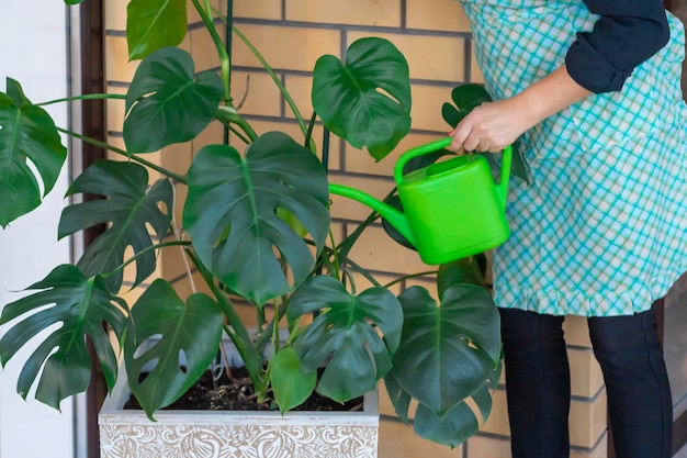 Eine glückliche Frau gießt eine große Monstera-Blume in einem Raum mit beigen Ziegelwänden mit einer grünen Gießkanne Ein Mädchen in einer Schürze beschäftigt sich mit ihrem Lieblingshobby, das sich um Zimmerpflanzen kümmert