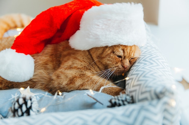 Eine glückliche Ingwerkatze in einem Neujahrshut liegt mit Neujahrslichtern in ihrem Bett. Weihnachten.