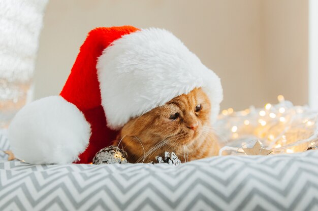 Eine glückliche Ingwerkatze in einem Neujahrshut liegt mit Neujahrslichtern in ihrem Bett. Weihnachten.